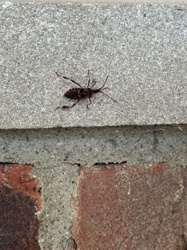 Western Conifer Seed Bug