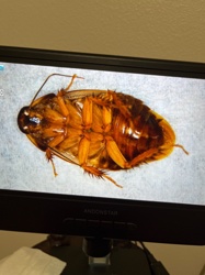 American Cockroach