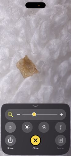 Case-making clothes moth larva