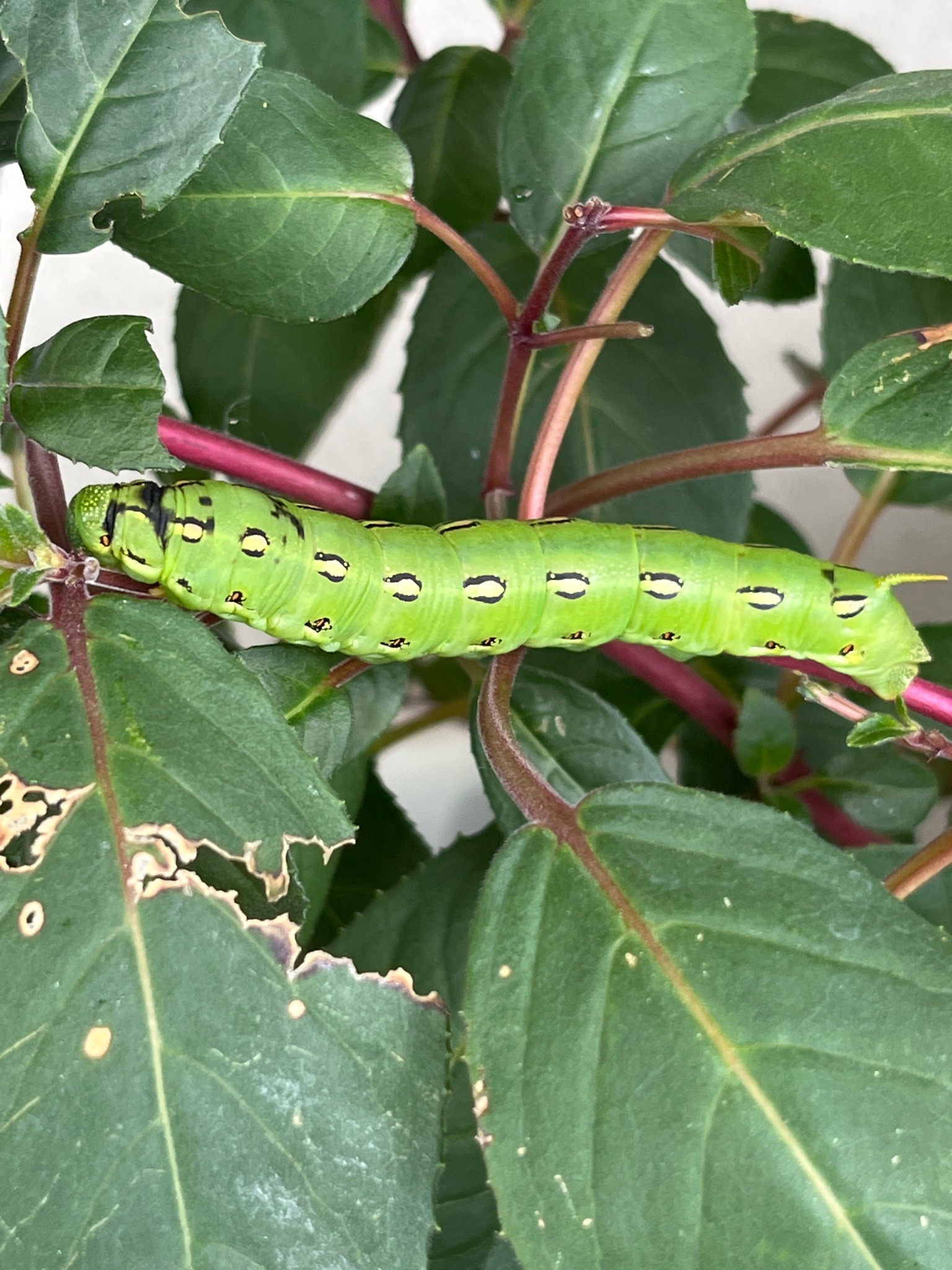 White-lined Sphinx Caterpillar