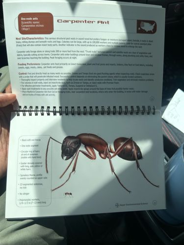 Carpenter Ant