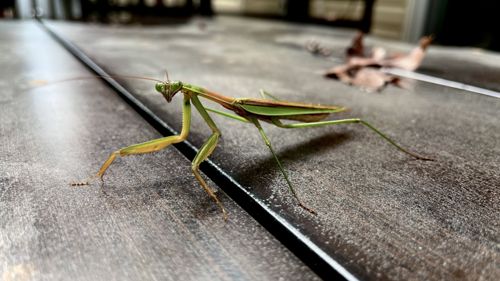 Praying Mantis