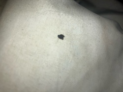 Carpet Beetle (Larva)