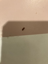 Carpet Beetle (Larva)