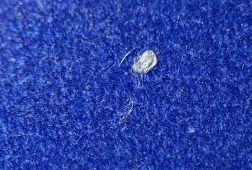 Case-bearing Clothes Moth (Larva)
