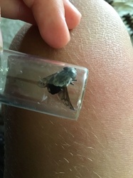 Horse Fly