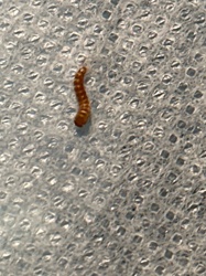 Mealworm (larval stage)
