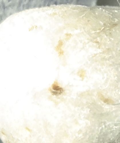 Silkworm (Domesticated Silkmoth Cocoon)