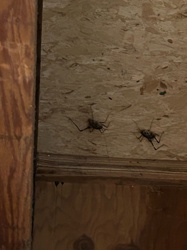 Cave Cricket / Camel Cricket / Spider Cricket