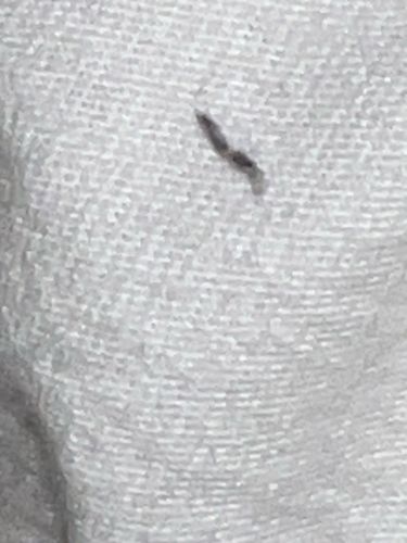 Household Casebearer Moth