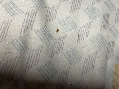 Bed Bug