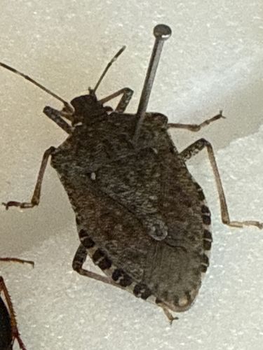 Brown Marmorated Stink Bug