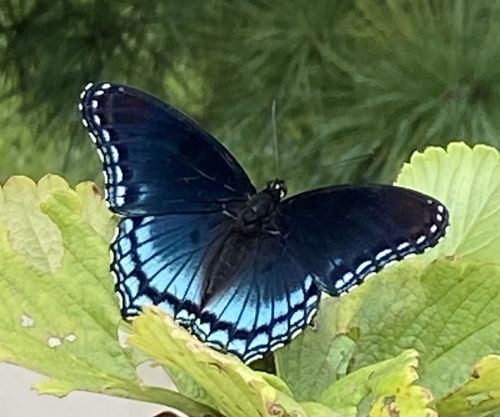 Red-spotted Purple or White Admiral
