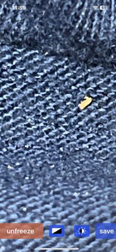 Carpet Beetle Larva (possibly varied carpet beetle or black carpet beetle)