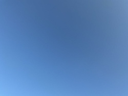 No insect or bug identifiable