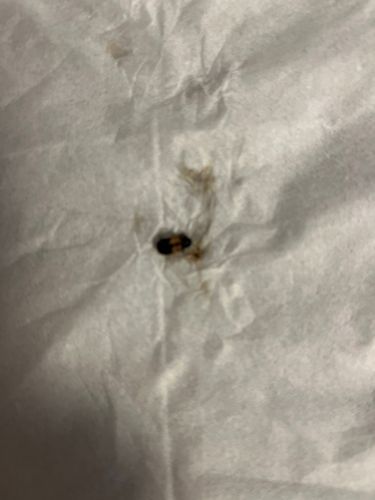 Carpet Beetle (likely Varied Carpet Beetle or Black Carpet Beetle)