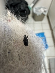 Vine Weevil (or similar Black Vine Weevil)