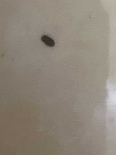 Carpet Beetle Larva