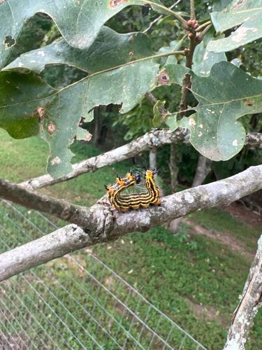 Orange-striped Oakworm