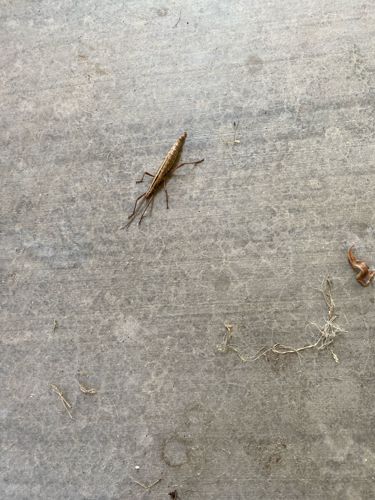 Antlion larva (or 'doodlebug')