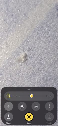 Ghost ant