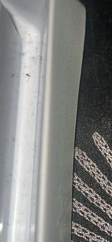Pharaoh Ant