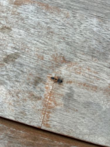 Velvet Ant (likely a female Mutillid wasp due to the wingless, ant-like appearance and fuzzy body)