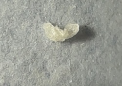 Bagworm (Larva)