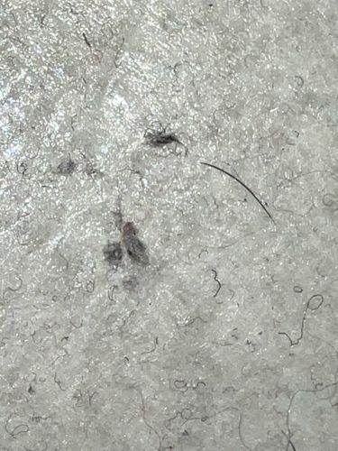 Carpet Beetle (larva)