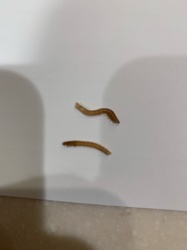 Wireworm (larvae of Click Beetle)