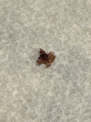 Common Bed Bug