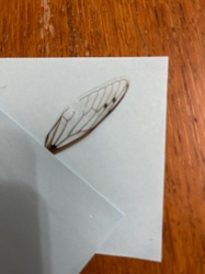 Cicada