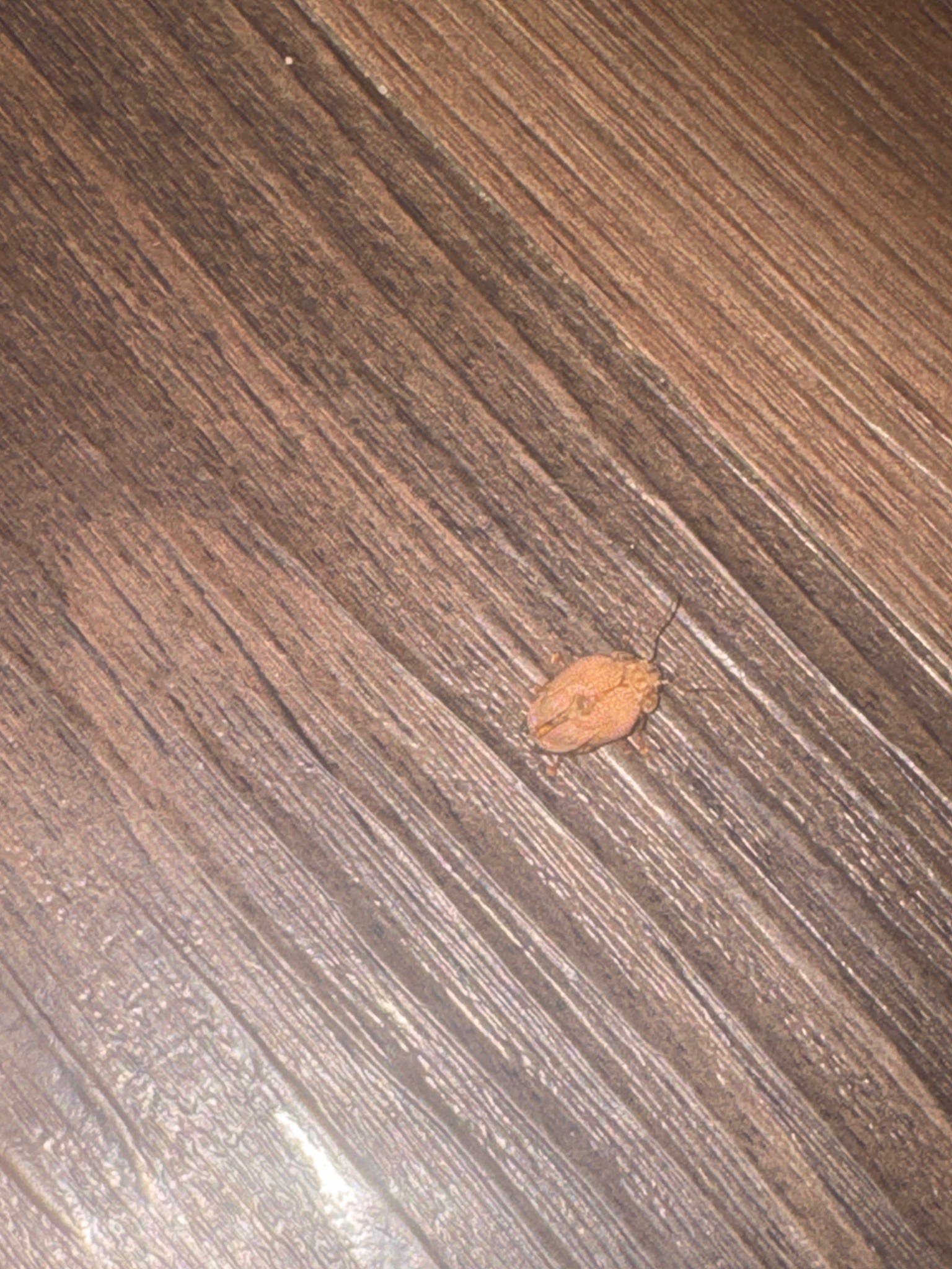 Clavate Tortoise Beetle