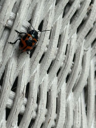 Swamp Milkweed Leaf Beetle