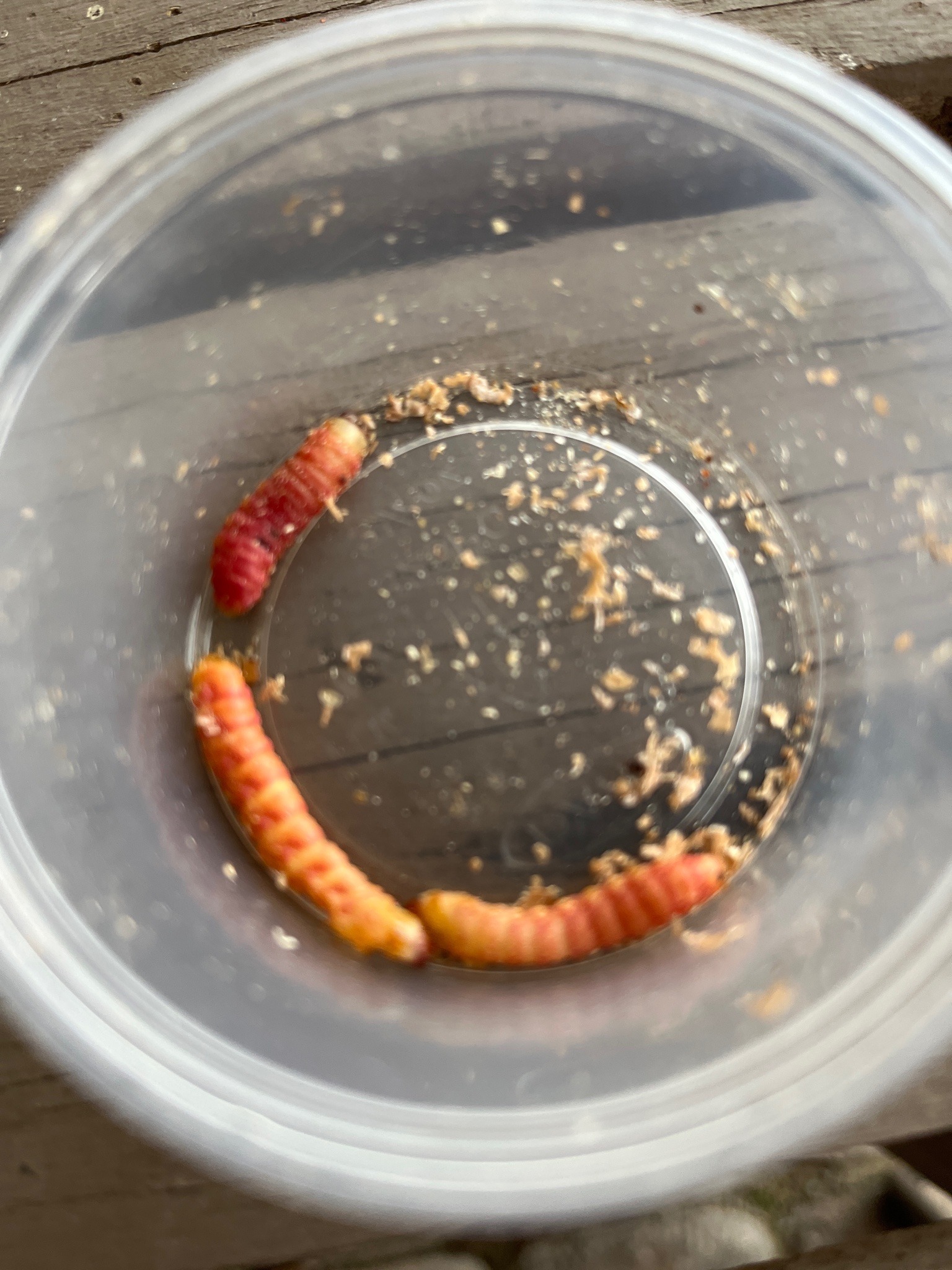 NutriGrub (sold as pet food), specifically the larva of the Wax Moth