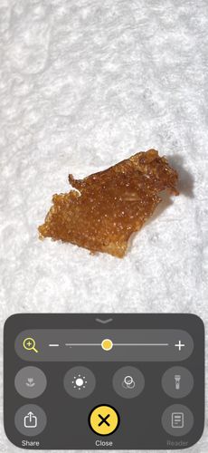 Non-insect specimen (Likely skin or scab material)