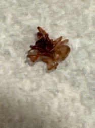 Sac Spider (possibly Broad-faced Sac Spider, Trachelas tranquillus)