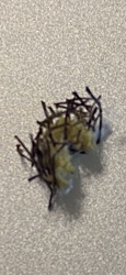 Household Casebearer Moth Larva