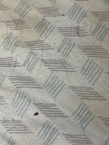 Carpet Beetle (likely a Varied Carpet Beetle or Black Carpet Beetle)