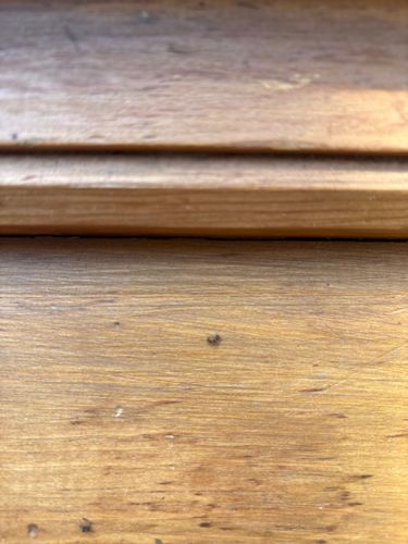 Carpet Beetle (likely Varied Carpet Beetle or Black Carpet Beetle)