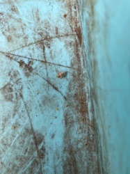 Household Casebearer, Plaster Bagworm