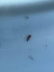 Booklouse