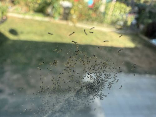 Mosquito larvae and pupae (or similar Dipteran larvae/pupae)