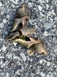 Hawk-moth or Sphinx Moth (likely a species within the Hyles or Darapsa genera, e.g., Achemon Sphinx, Virginia Creeper Sphinx, or Elephant Hawk-moth if in Europe/Asia)