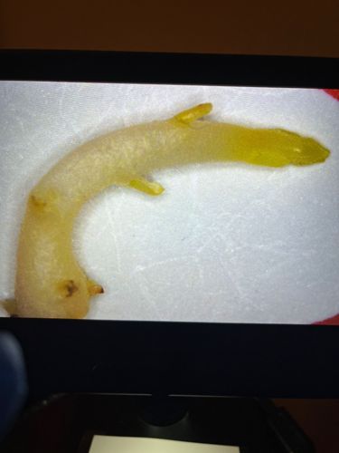 Rat-tailed maggot (larva of drone fly)