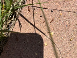 Antlion larva (Doodlebug)