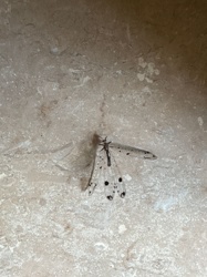Antlion (adult)
