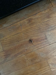 Daddy Longlegs / Cellar Spider