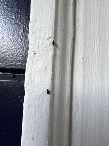 Booklouse (or Psocid)