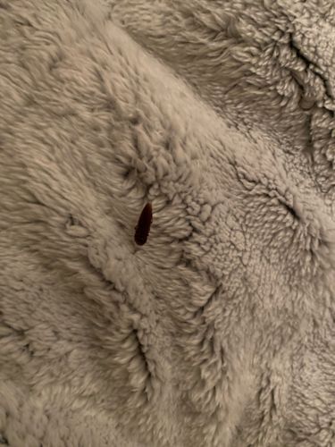 Cockroach (likely German cockroach or similar small species)